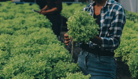 Two Asian farmers inspecting the quality of organic vegetables grown using hydroponics.の写真素材