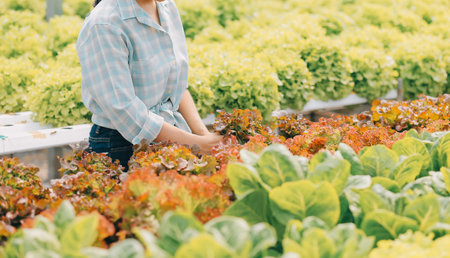 farmer cultivate healthy nutrition organic salad vegetables in hydroponic agribusiness farm.