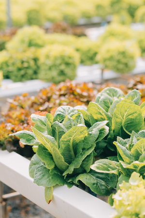 farmer cultivate healthy nutrition organic salad vegetables in hydroponic agribusiness farm.の写真素材