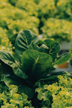 farmer cultivate healthy nutrition organic salad vegetables in hydroponic agribusiness farm.の写真素材