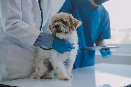 Vet examining dog and cat. Puppy and kitten at veterinarian doctor. Animal clinic. Pet check up and vaccination. Health care.の写真素材