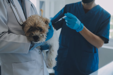 Vet examining dog and cat. Puppy and kitten at veterinarian doctor. Animal clinic. Pet check up and vaccination. Health care.の写真素材