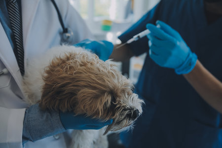 Vet examining dog and cat. Puppy and kitten at veterinarian doctor. Animal clinic. Pet check up and vaccination. Health care.の写真素材
