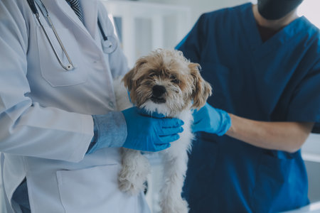 Vet examining dog and cat. Puppy and kitten at veterinarian doctor. Animal clinic. Pet check up and vaccination. Health care.の写真素材