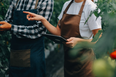 Organic farm ,Worker testing and collect environment data from bok choy organic vegetable at greenhouse farm garden.の写真素材