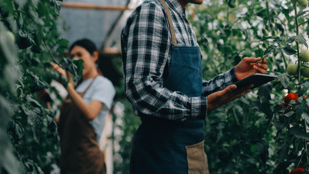 Organic farm ,Worker testing and collect environment data from bok choy organic vegetable at greenhouse farm garden.の写真素材