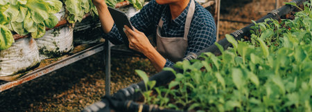 Organic farm ,Worker testing and collect environment data from bok choy organic vegetable at greenhouse farm garden.の写真素材