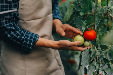 Organic farm ,Worker testing and collect environment data from bok choy organic vegetable at greenhouse farm garden.の写真素材
