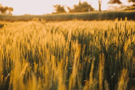 Paddy rice field before harvest with sunrise background.の写真素材