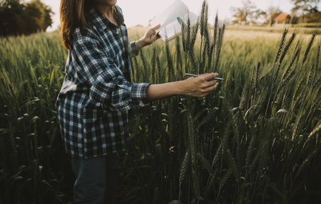 Smart farm. Farmer with tablet in the field. Agriculture, gardening or ecology concept. Harvesting. Agro business.の写真素材