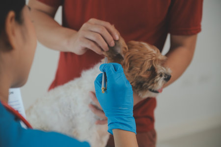 Closeup shot of veterinarian hands checking dog by stethoscope in vet clinicの写真素材