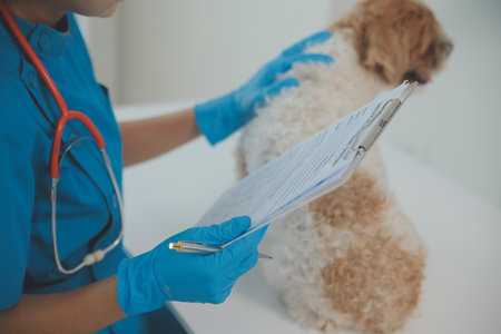 Closeup shot of veterinarian hands checking dog by stethoscope in vet clinicの写真素材