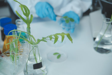 Scientist cutting plant tissue culture in petri dish, performing laboratory experiments. Small plant testing. Asparagus and other tropical plant. Thailand. Soft light, close-up.の写真素材