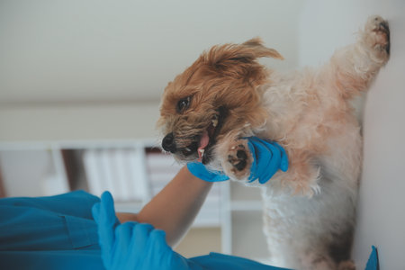 Closeup shot of veterinarian hands checking dog by stethoscope in vet clinic