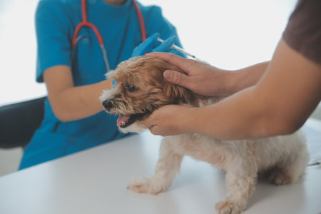 Closeup shot of veterinarian hands checking dog by stethoscope in vet clinicの写真素材