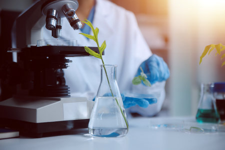 Scientist cutting plant tissue culture in petri dish, performing laboratory experiments. Small plant testing. Asparagus and other tropical plant. Thailand. Soft light, close-up.の写真素材