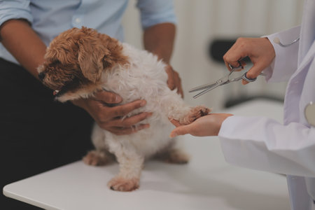 Veterinary doctor and assistant working together examining dog on table in veterinary clinic Pet health care and medical concept. Close-up.の写真素材