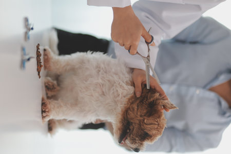 Veterinary doctor and assistant working together examining dog on table in veterinary clinic Pet health care and medical concept. Close-up.の写真素材