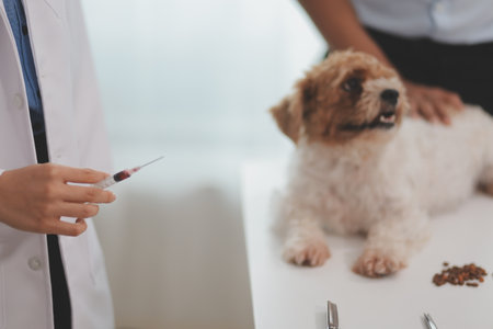 Veterinary doctor and assistant working together examining dog on table in veterinary clinic Pet health care and medical concept. Close-up.の写真素材
