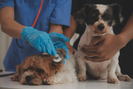 At a modern veterinary clinic, a Panshi Tzu puppy sits on an examination table. Meanwhile, a female veterinarian assesses the health of a healthy dog ââbeing examined by a professional veterinarian.の写真素材