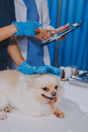 Closeup shot of veterinarian hands checking dog by stethoscope in vet clinicの写真素材