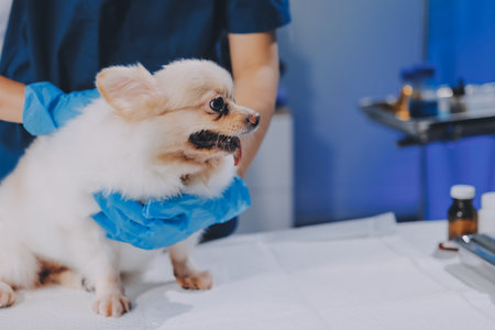 Closeup shot of veterinarian hands checking dog by stethoscope in vet clinicの写真素材