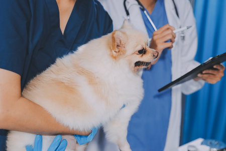 Closeup shot of veterinarian hands checking dog by stethoscope in vet clinic