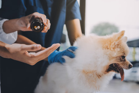 Closeup shot of veterinarian hands checking dog by stethoscope in vet clinicの写真素材
