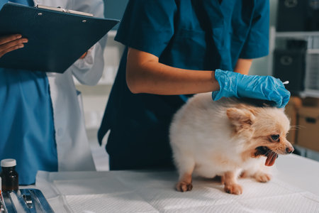 Closeup shot of veterinarian hands checking dog by stethoscope in vet clinicの写真素材