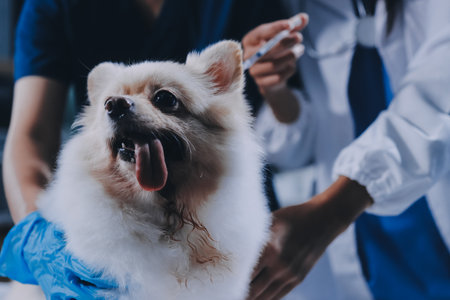 Closeup shot of veterinarian hands checking dog by stethoscope in vet clinicの写真素材