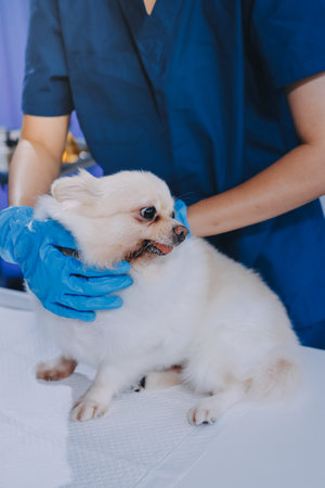 Closeup shot of veterinarian hands checking dog by stethoscope in vet clinicの写真素材