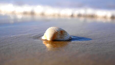 A white shell on a beach