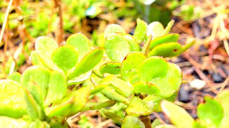 A small cactus with dropsの写真素材