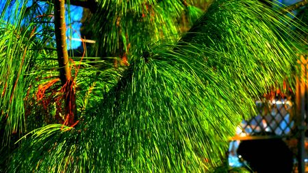 Thorns on a green fir, a close-up on a place of nature