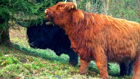 Two highland cows are eating a fir, beautiful and big animals