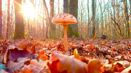 A beautiful and big mushroom with the sunlight during autumnの写真素材