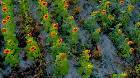 An aerian view of colored sunflowers in a big fieldの写真素材