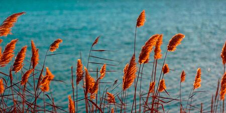 Artistic photo of grass in the wind with a lake in backgroundの写真素材