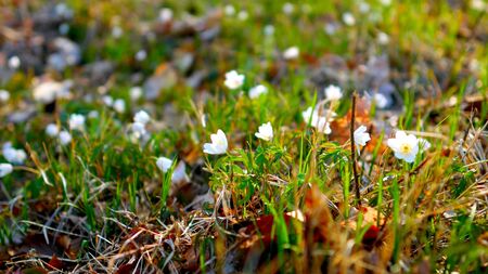 Several small white flowers in a meadow during the spring