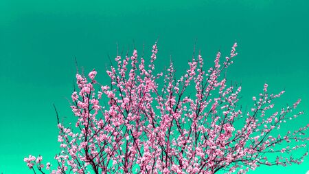 Beautiful flowers in a tree during the spring on a green background