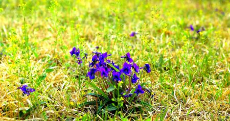 A close-up on Violet Flowers in a wild nature during the springの写真素材