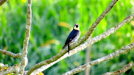 A wild black and white bird on a branch in South Americaの写真素材