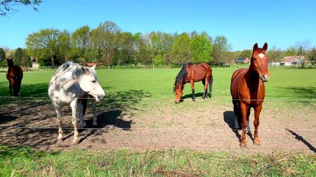 A photo of browns and a white horses in a meadowの写真素材