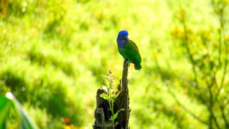 A small colored parrot on a branch in South Americaの写真素材