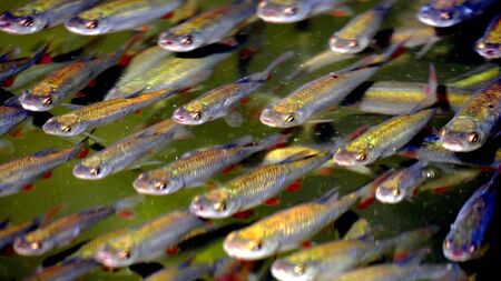 A shoal of small fishes at the surface of the water
