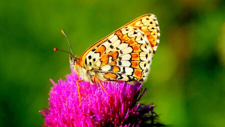 A close-up of a colored butterfly on a milk thistle flowerの写真素材