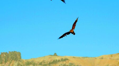 A photo of a falcon which is flying in a nature with mountainsの写真素材