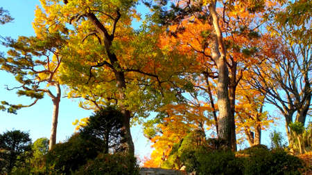 A photo of the trees in the autumn of Korea