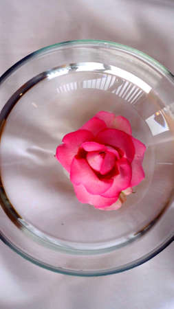 A photo of the head of a pink flower in a bowl of waterの写真素材
