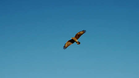 A close-up of a wild falcon which is flying in the sky